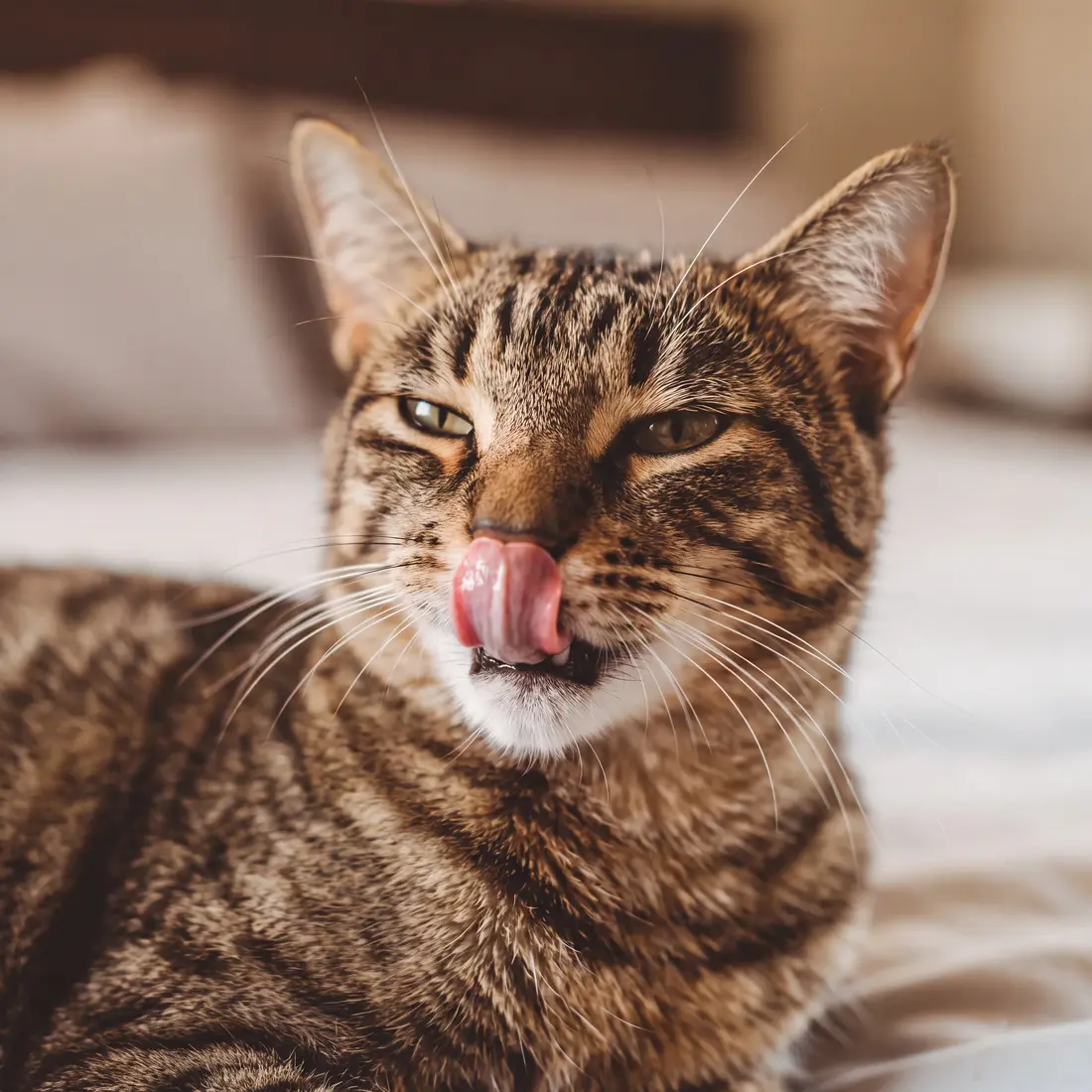 A cat mid-groom — every lick spreads the formula further